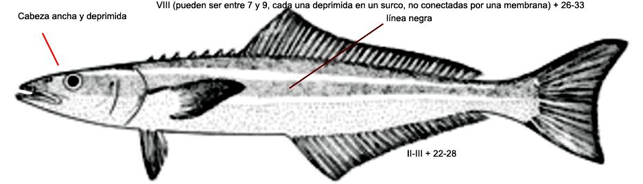 Rachycentron canadum_01.jpg